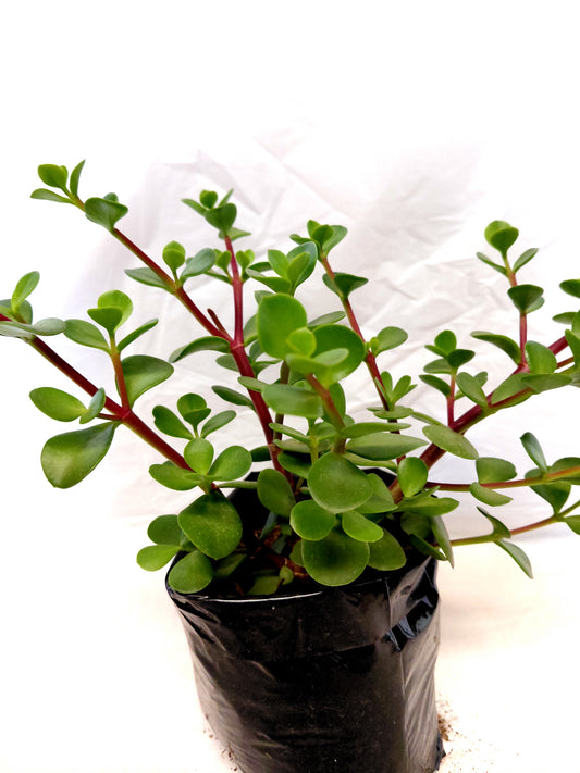 Large leaf Spekboom potted in a black nursery bag   