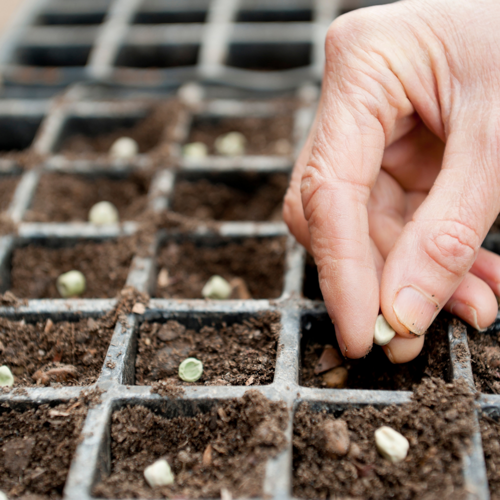 Hand planting seeds in a seedling tray