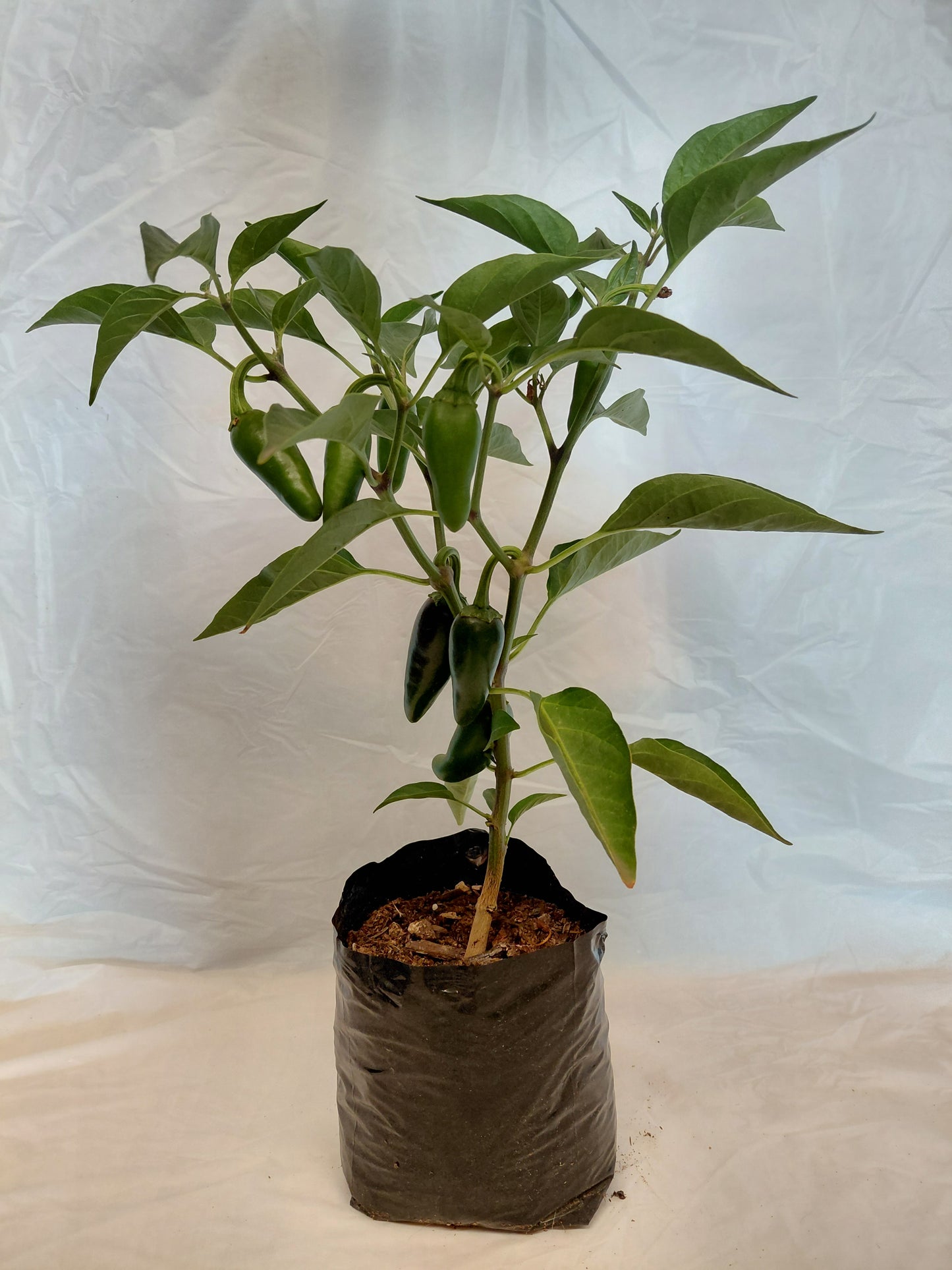 Jalapeño Pepper (Capsicum annuum)