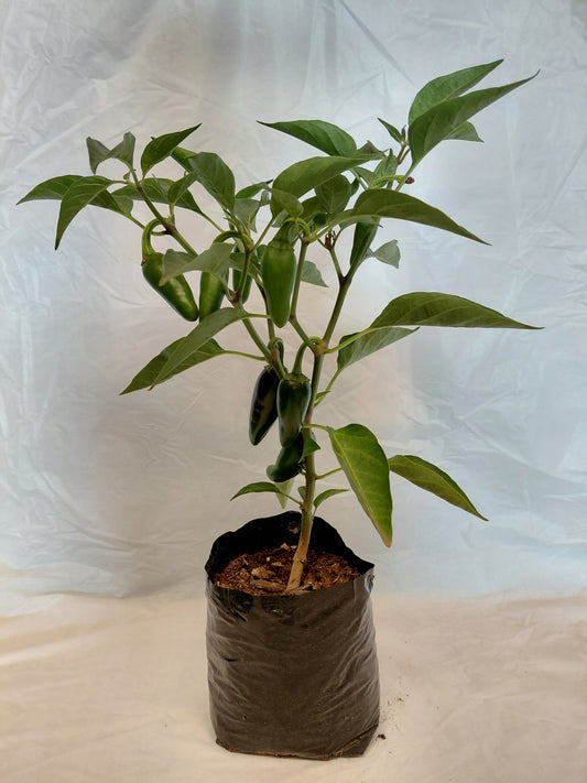 Jalapeño Pepper (Capsicum annuum)