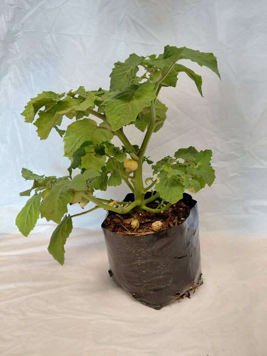 Large cape gooseberry plant