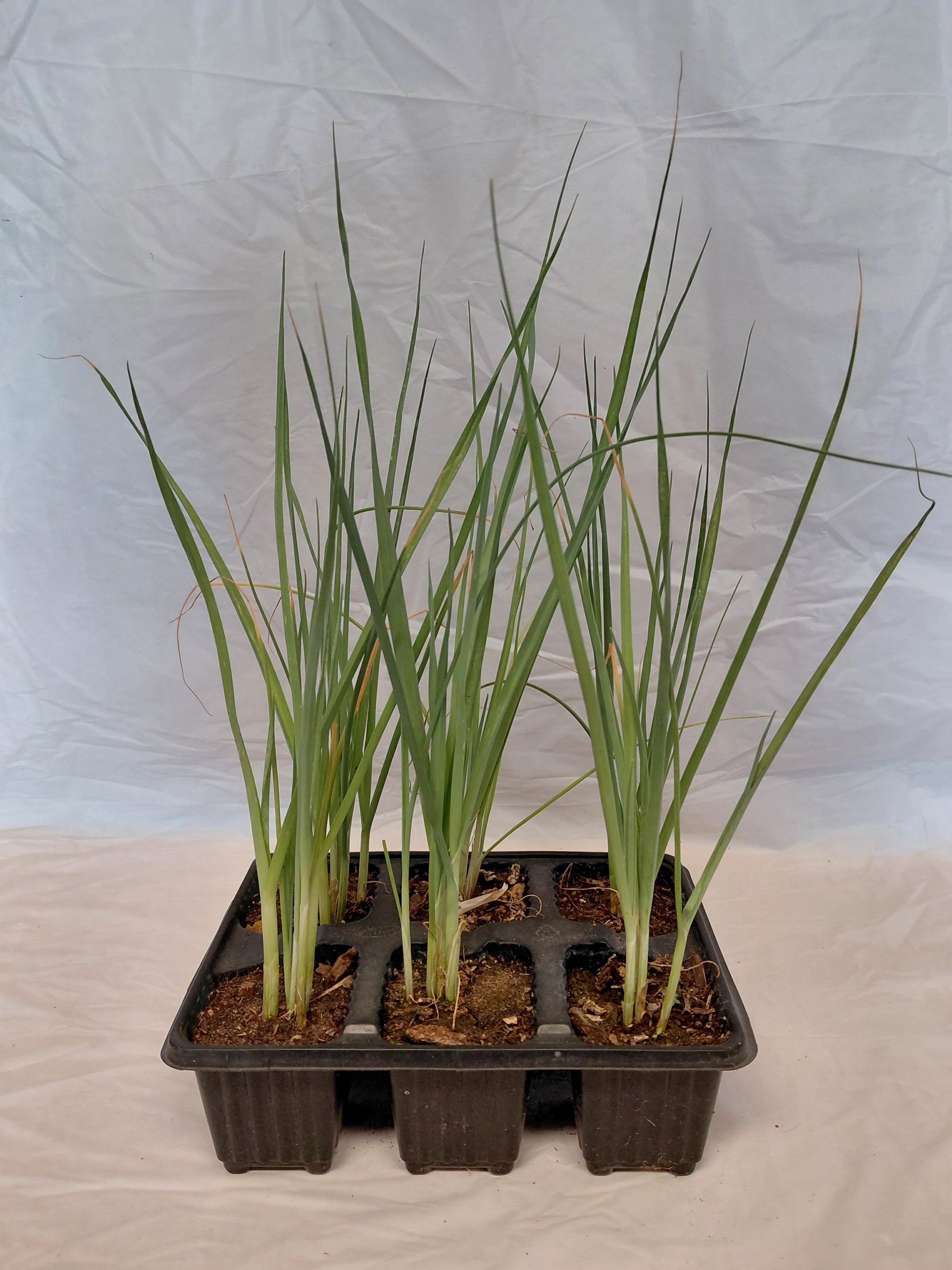 Multiple leeks seedling in a black 6 cell seed tray