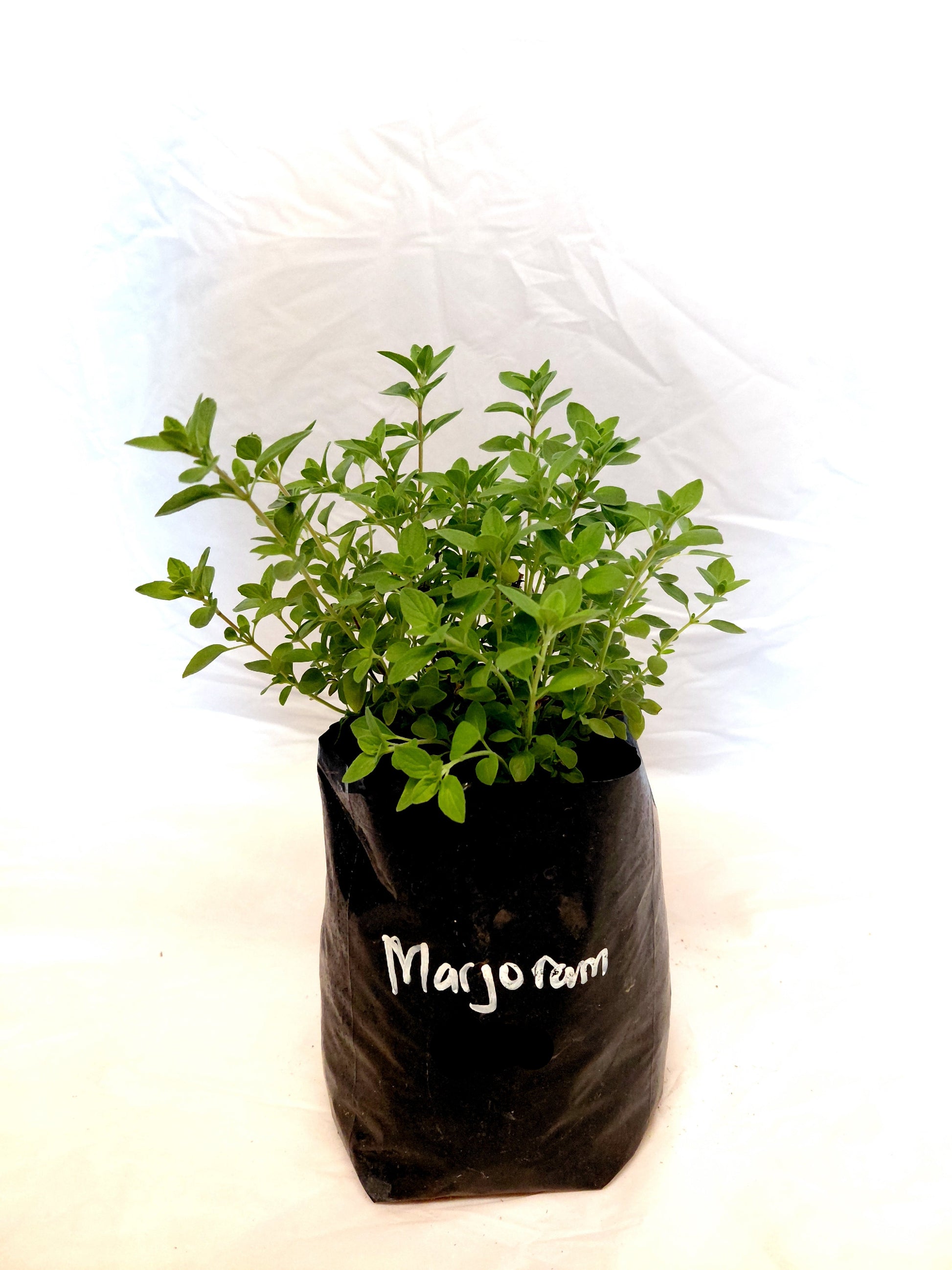 Marjoram plant