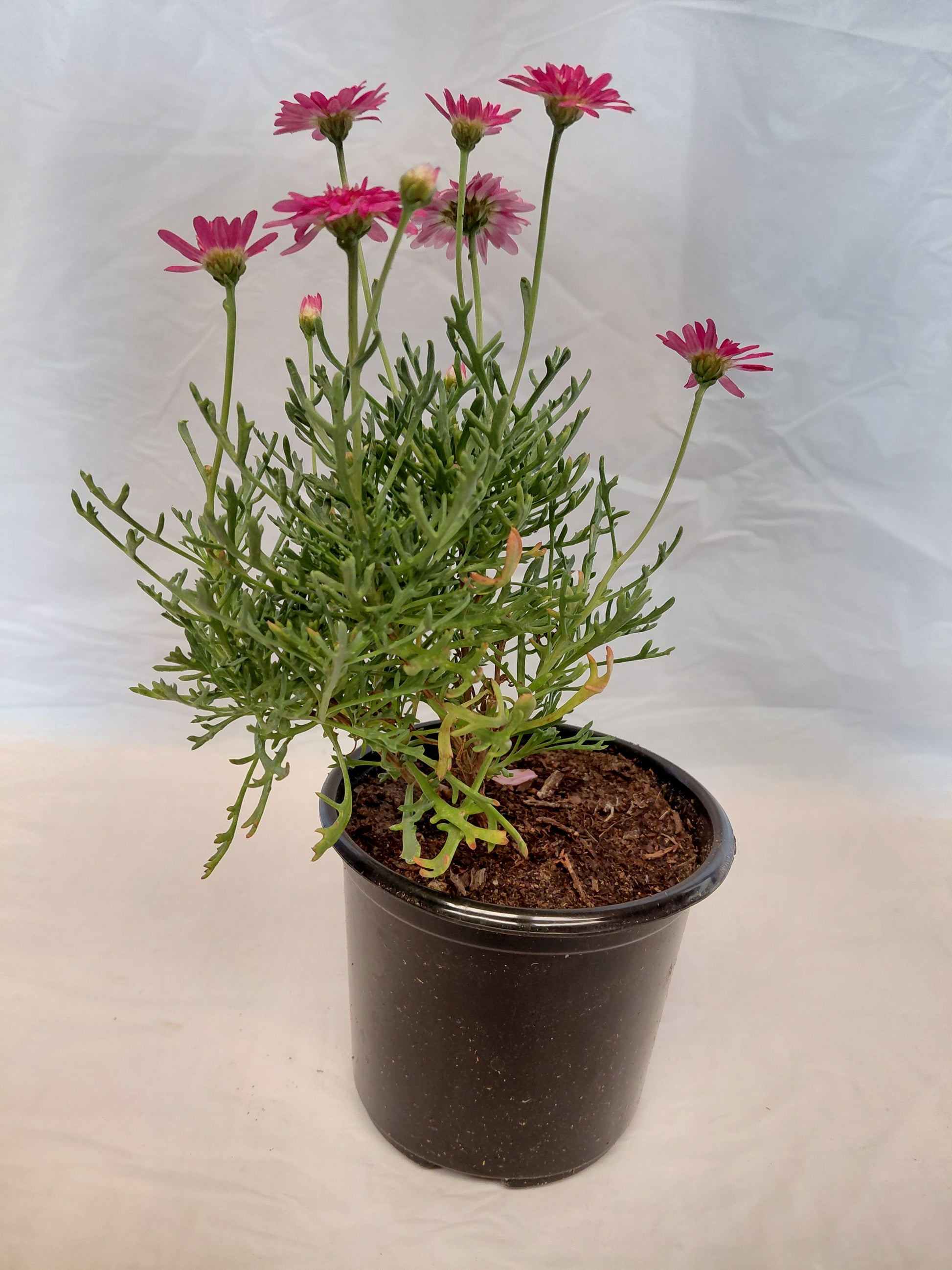 Pink Marguerite daisy