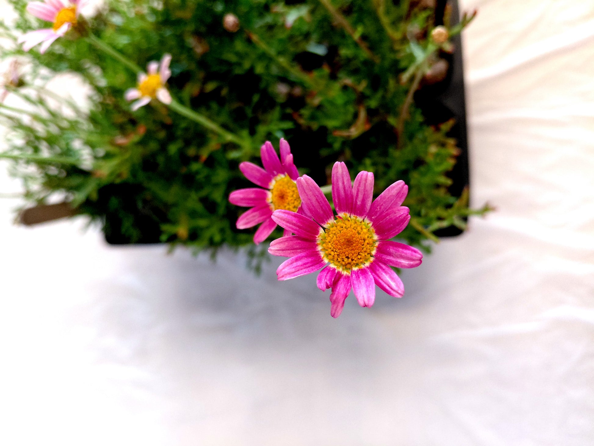 Pink_Marguerite_daisy_close
