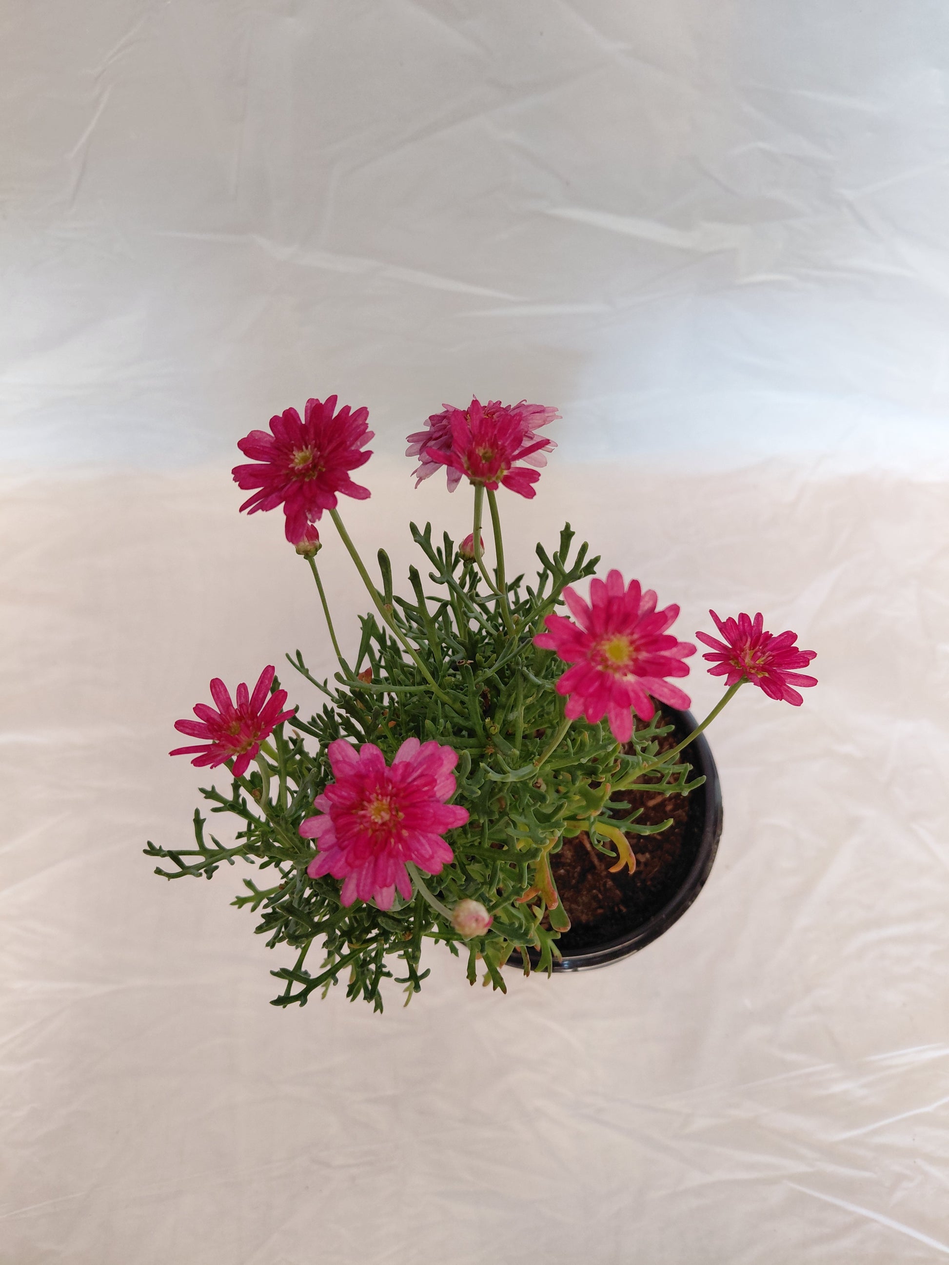 Pink Marguerite daisy top