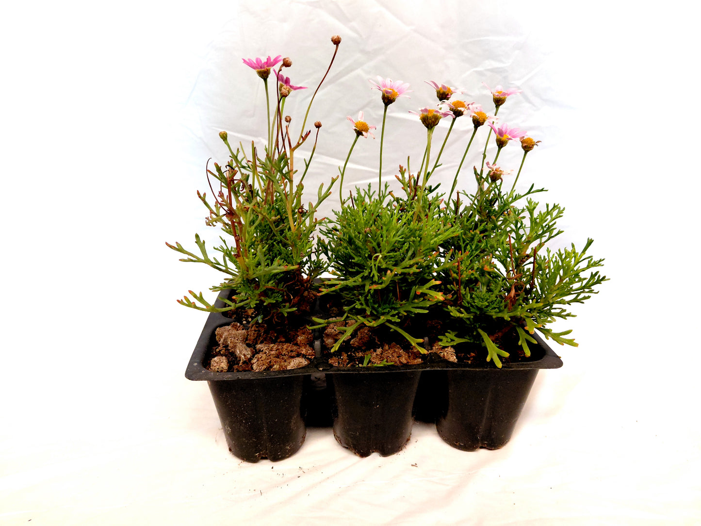 Pink marguerite daisy 6 pack
