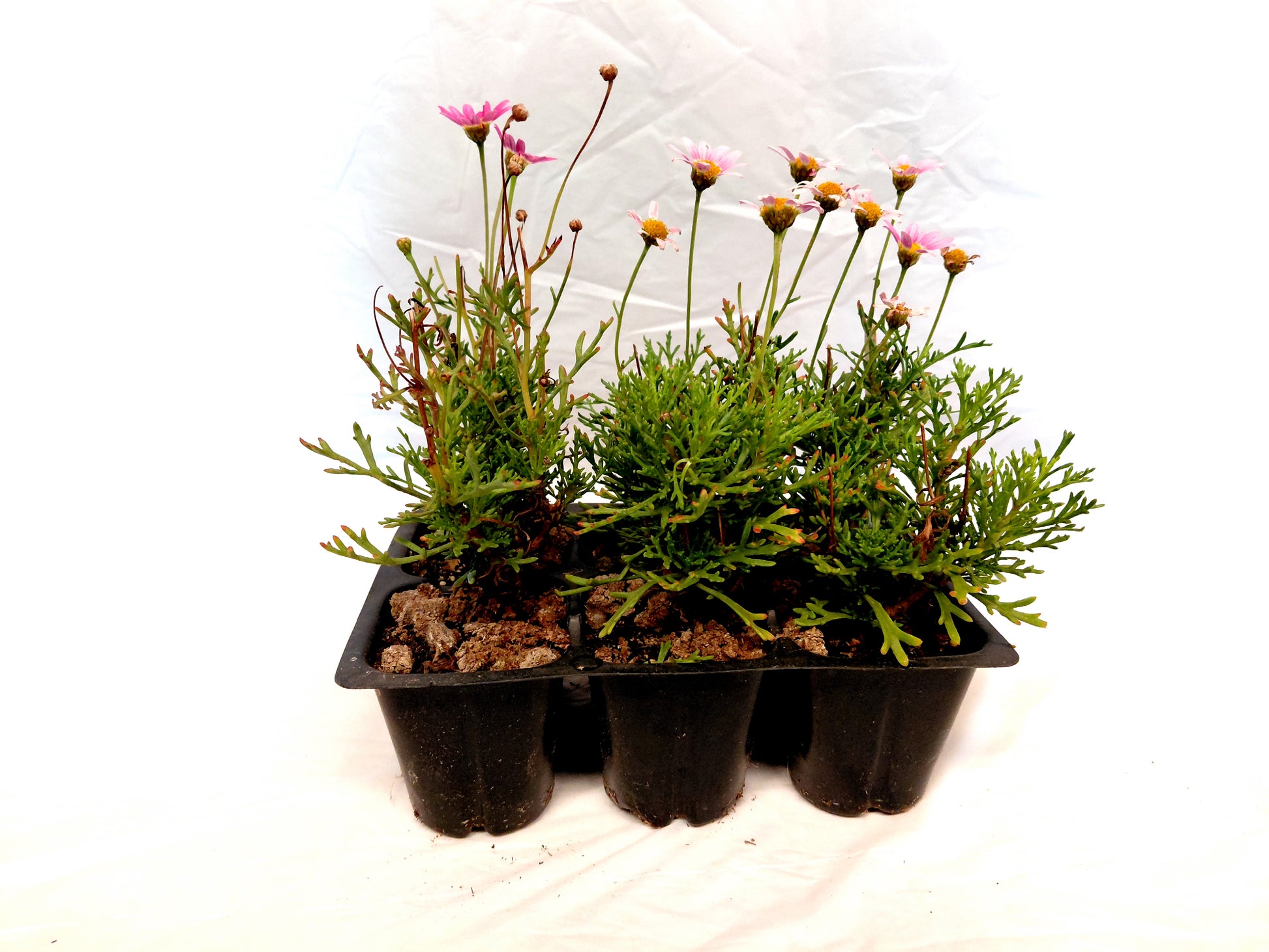 Pink marguerite daisy 6 pack