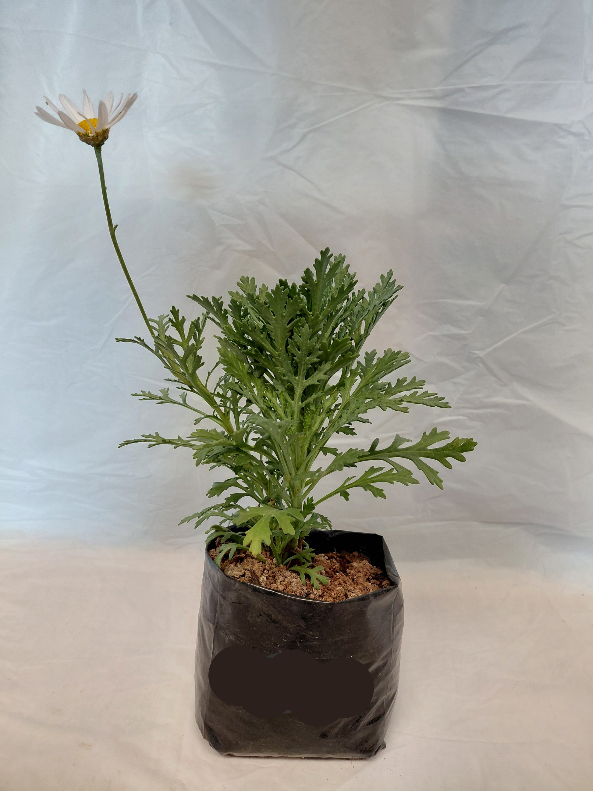 Purple Marguerite daisy large