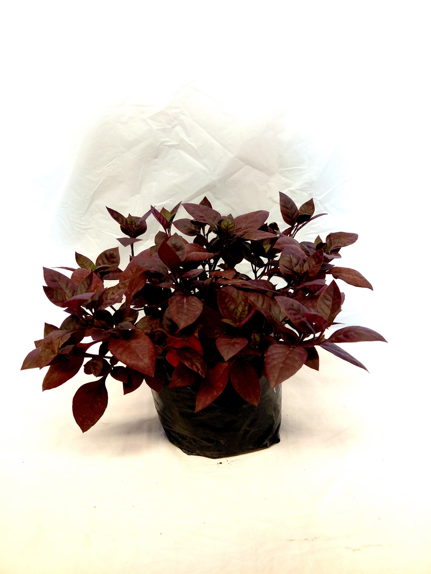 Purple Prince plant in a black nursery bag