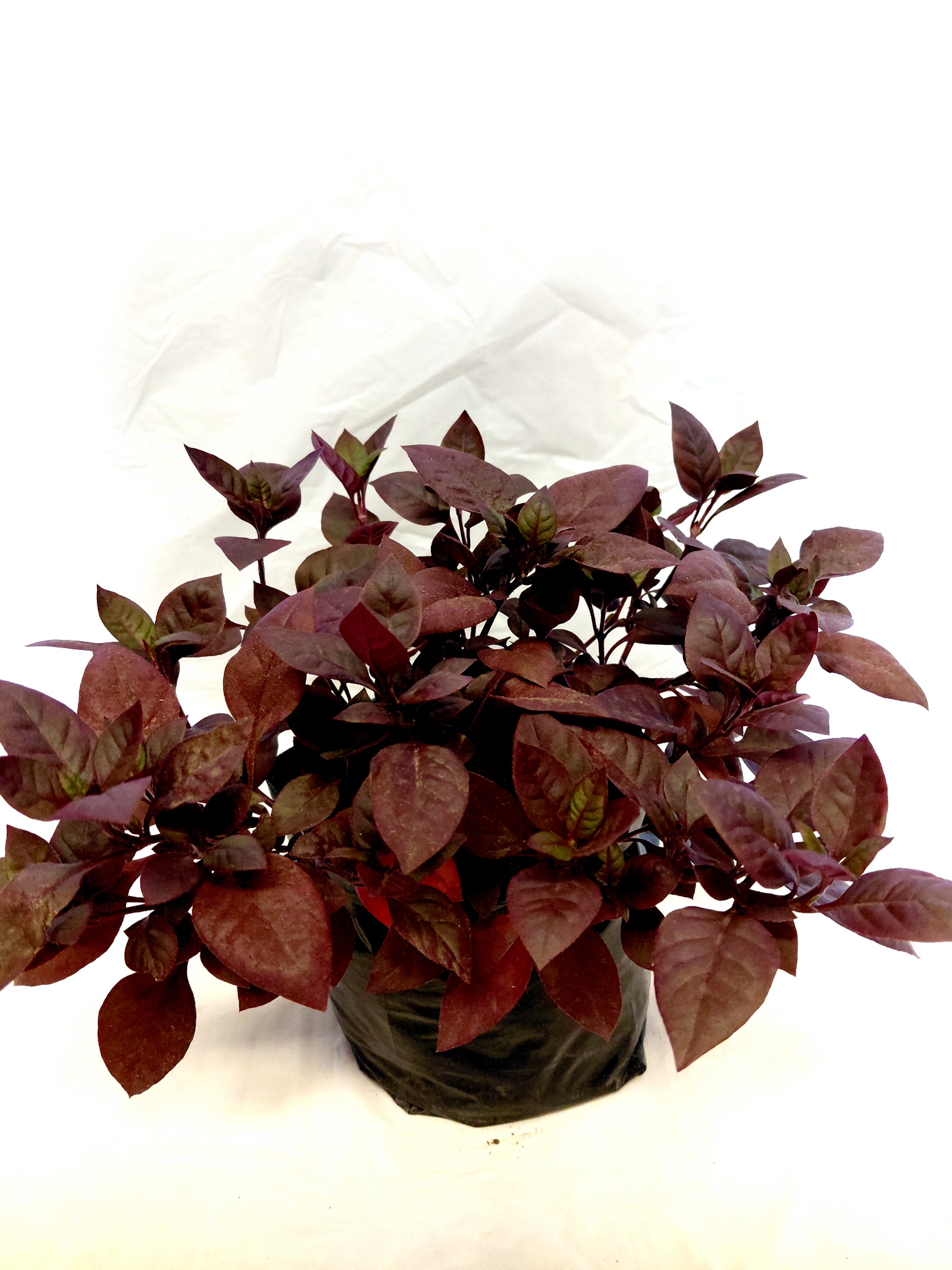 Purple Prince plant closeup potted in a black nursery bag.
