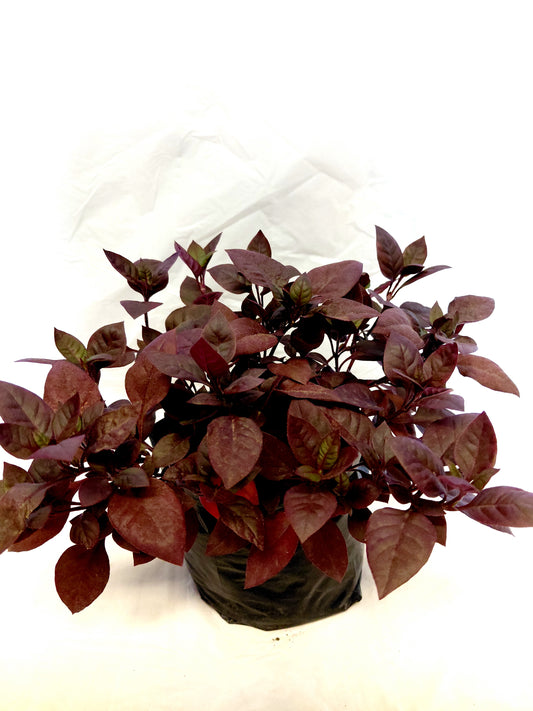 Purple Prince plant closeup potted in a black nursery bag.