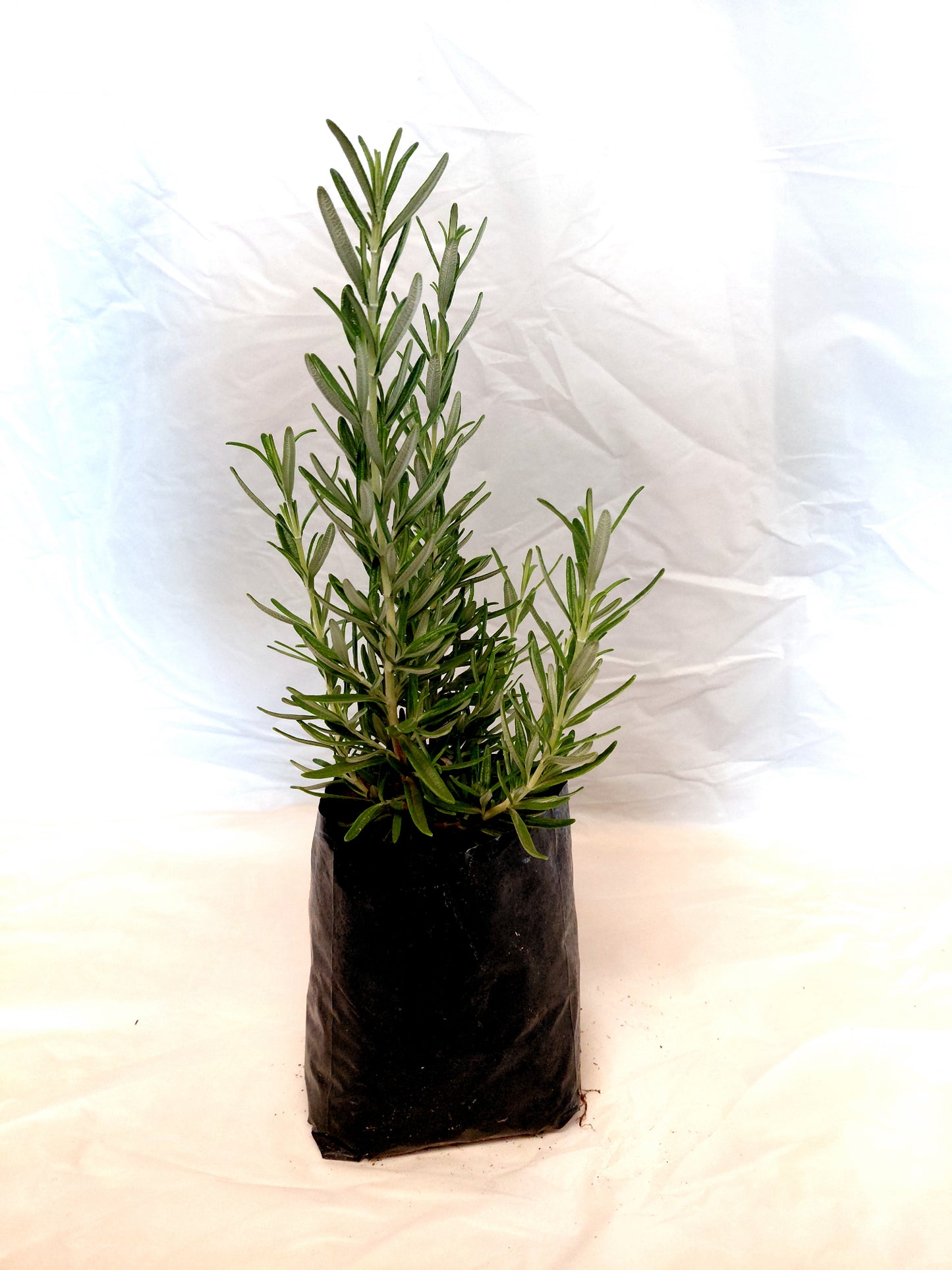 Rosemary