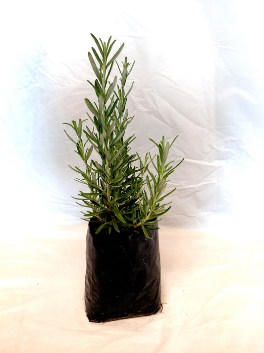 Rosemary