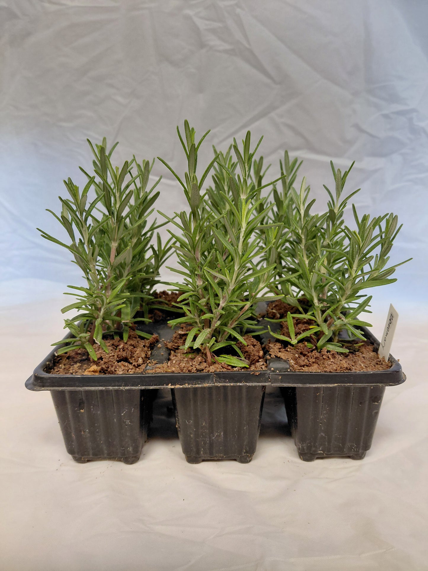 Rosemary