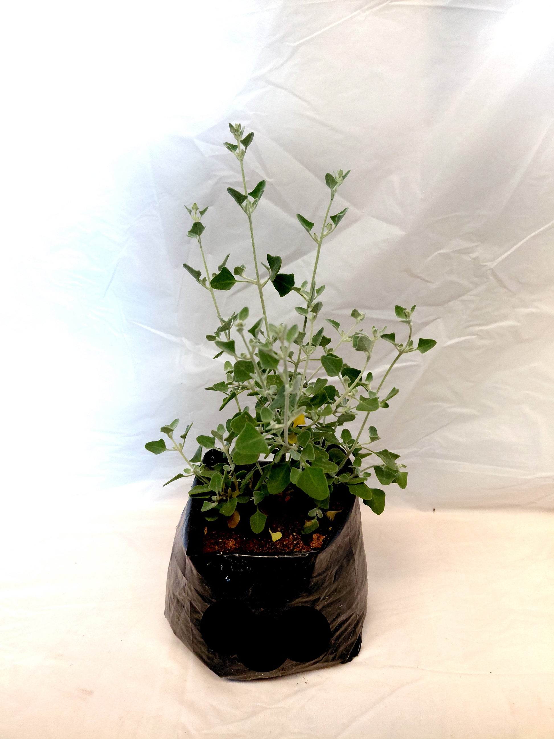 Salt Bush (Rhagodia Hastata) plant in a nursery bag