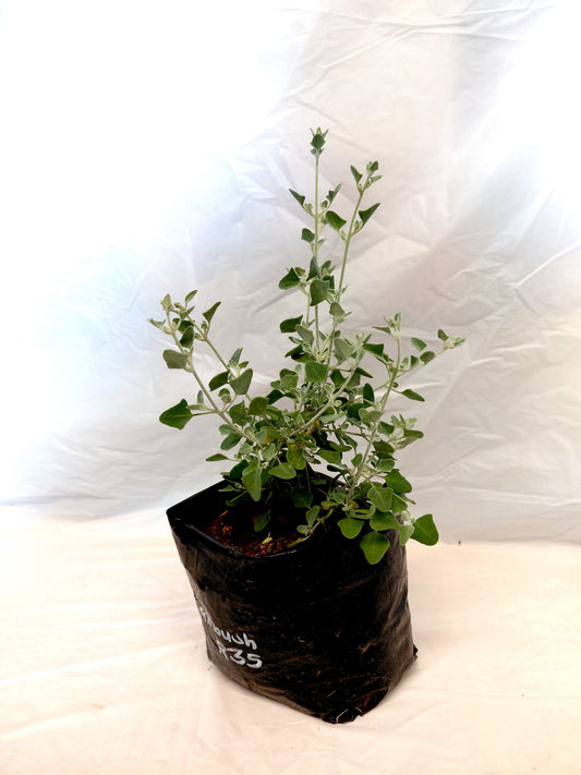 Salt Bush (Rhagodia Hastata) plant in bag