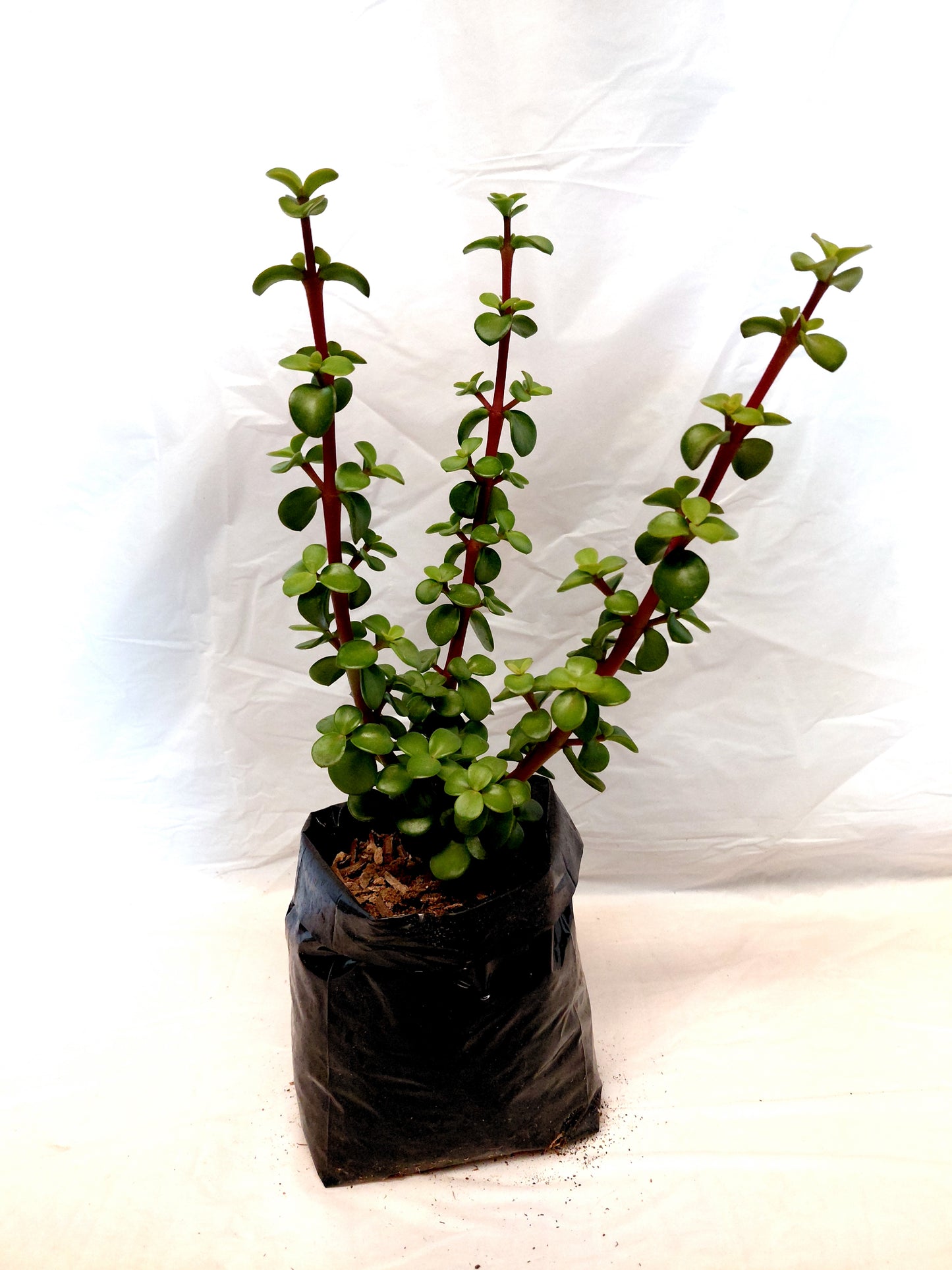 Spekboom (Portulacaria afra)