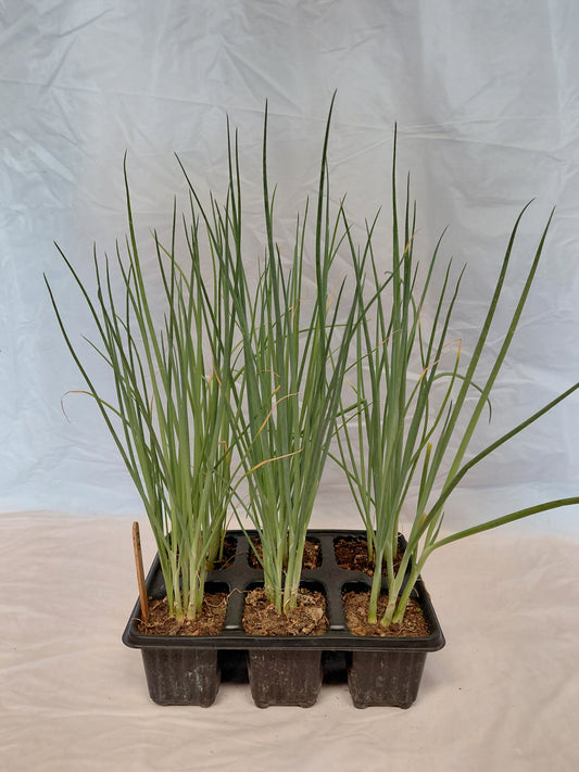 Spring onion seedlings in a black 6 cell seed tray
