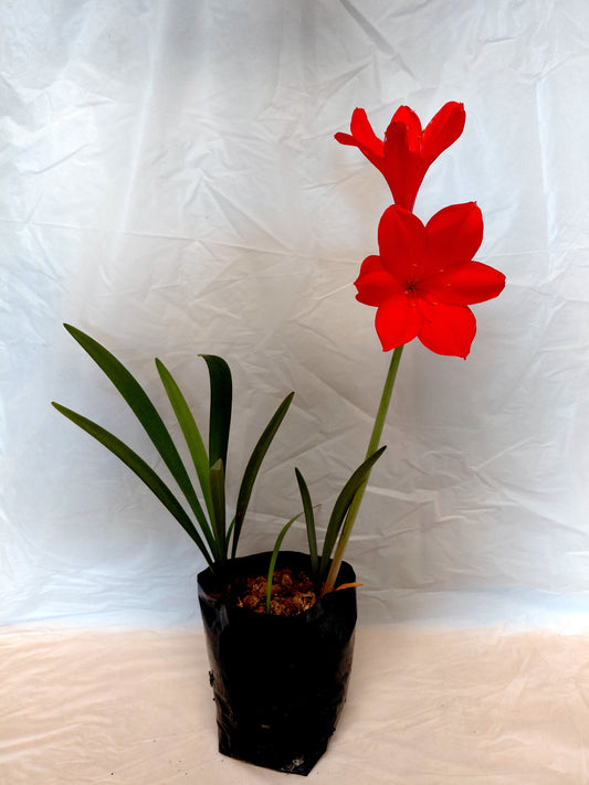 St Josephs Lilies