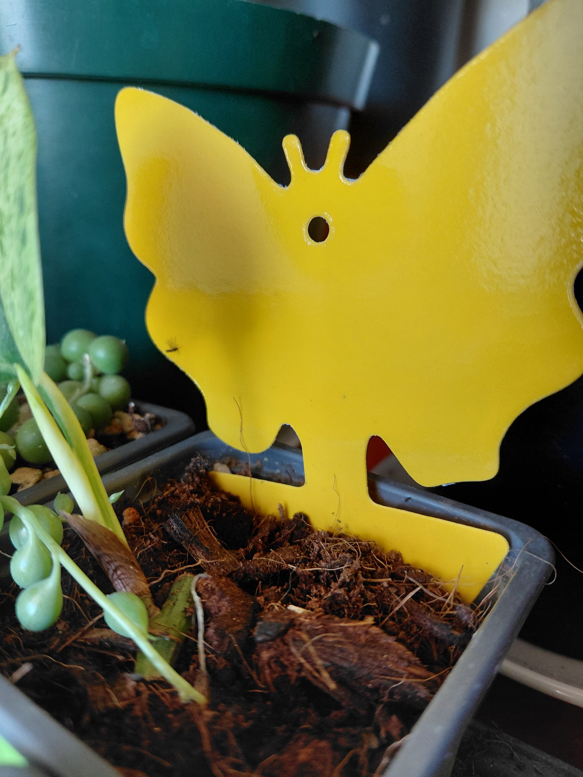 Yellow sticky traps with fungas gnat stuck on it, in a plant pot