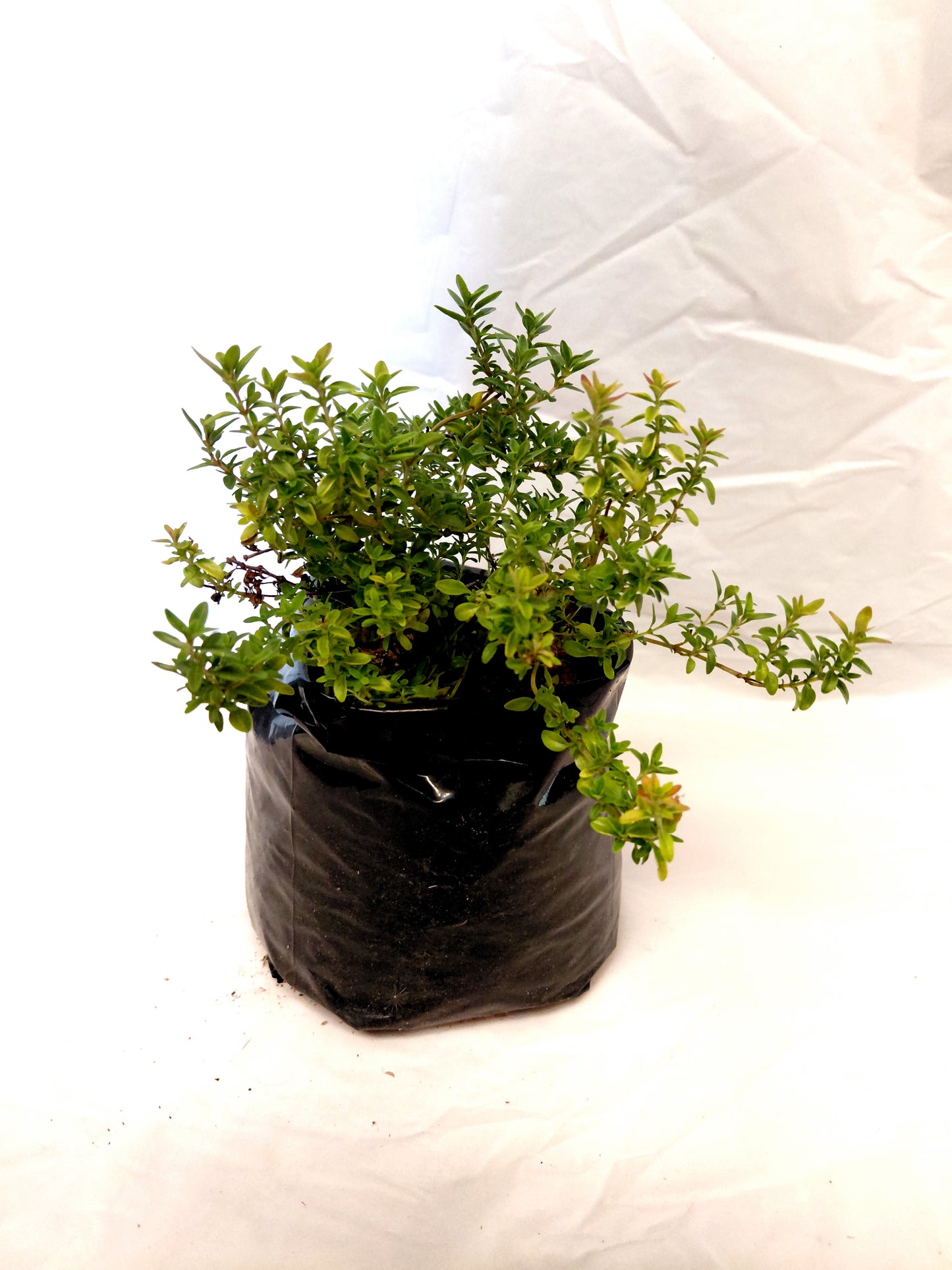 Golden thyme herb plant in nursery bag on white background