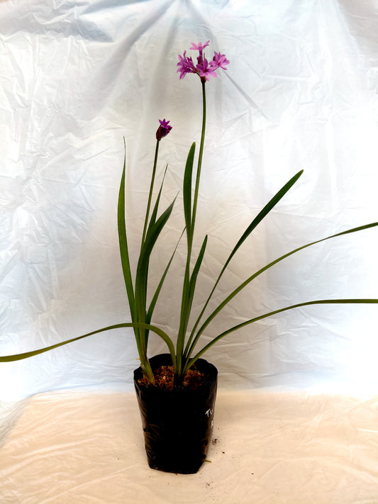 Wild Garlic (Tulbaghia)