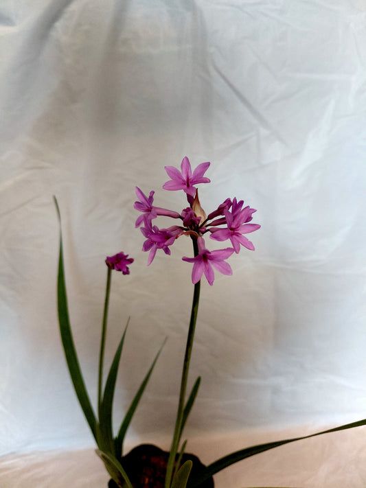 Wild Garlic (Tulbaghia)