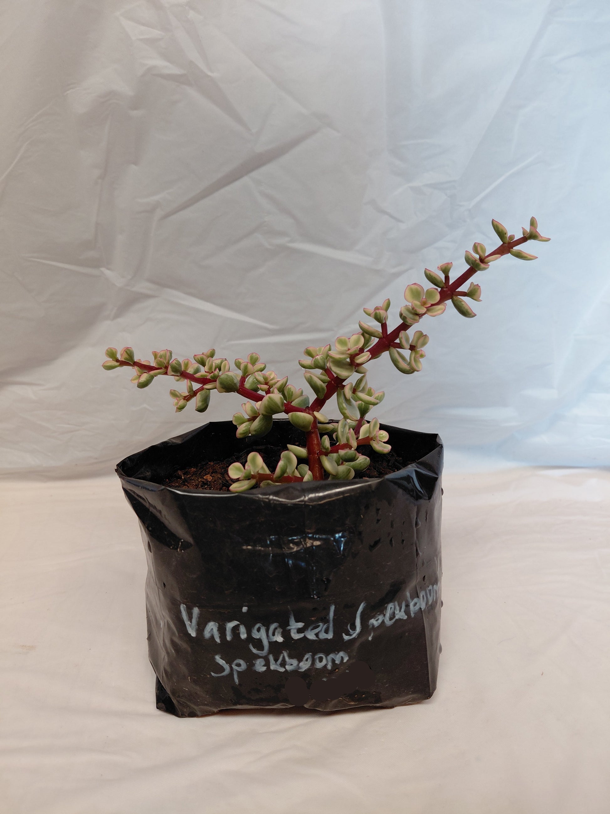 Small variegated spekboom plant in a black nursery bag