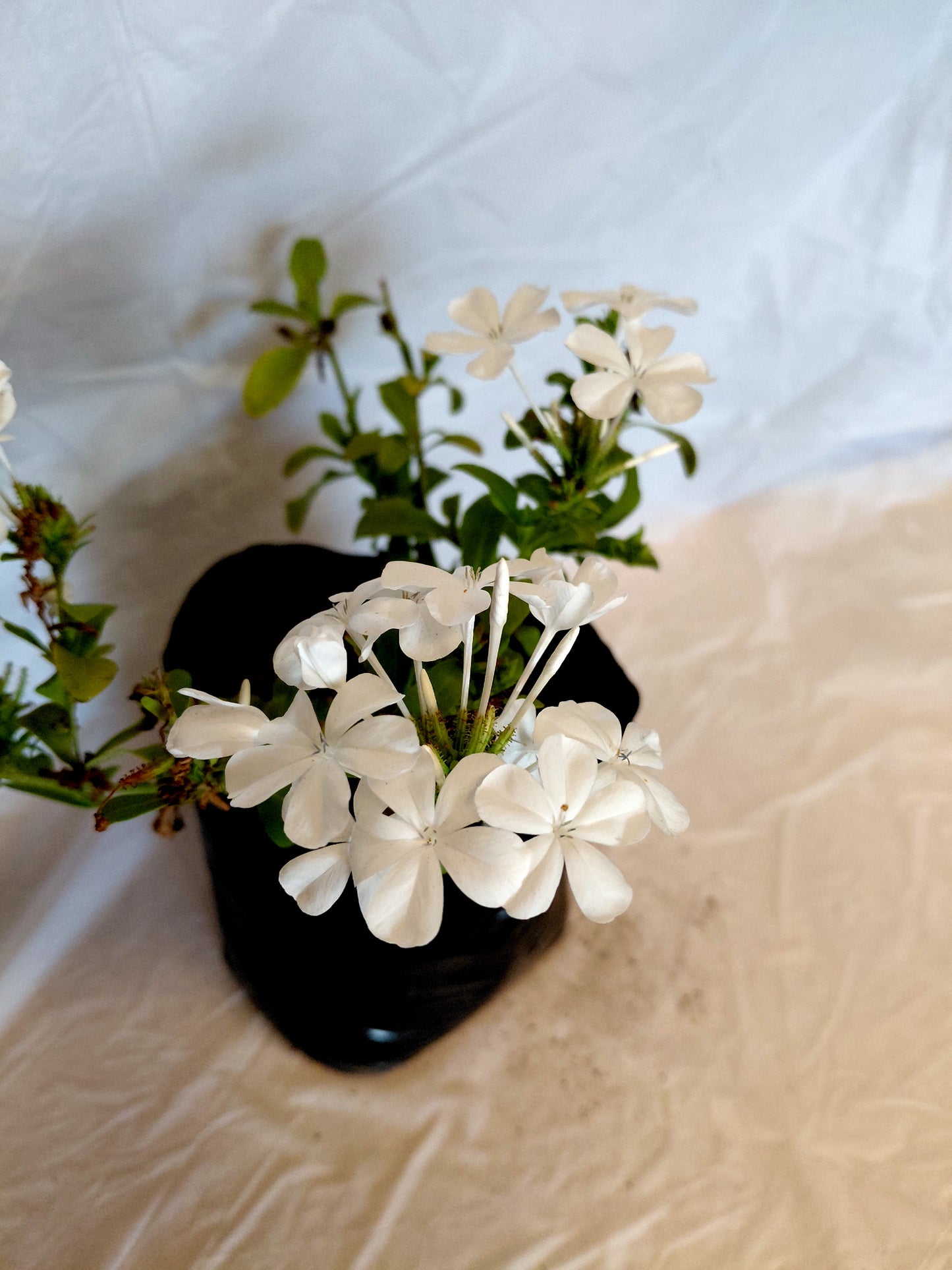White Plumbago Flower close up