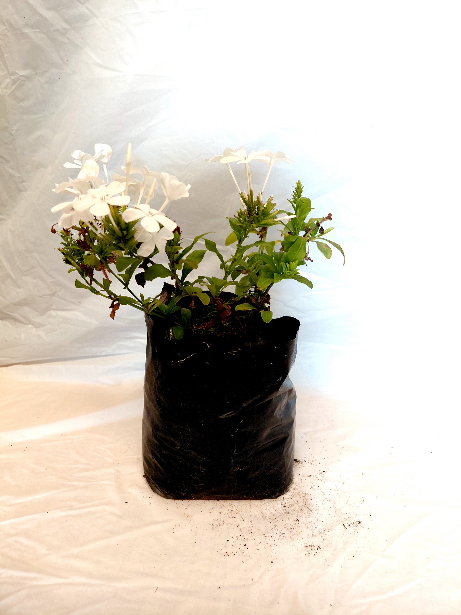 White Plumbago Plant in bag